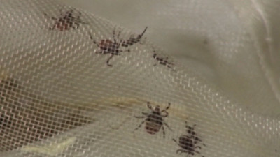 За неделю клещи покусали почти тысячу петербуржцев