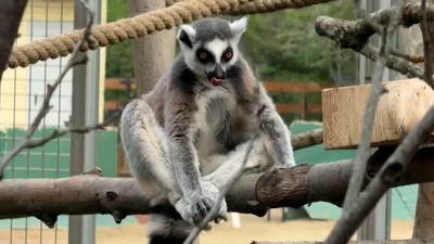 Семейство лемуров из Ленинградского зоопарка переехало в летний вольер