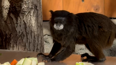 Буроголовый тамарин Каролина из Ленинградского зоопарка отмечает 20-летие