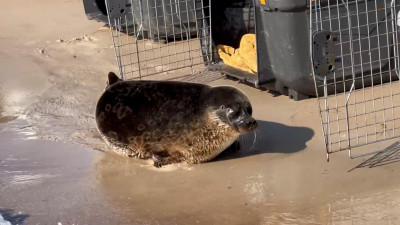 В Нарвский залив выпустили пять балтийских кольчатых нерп