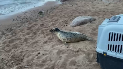 В Финский залив выпустили ещё пять тюленей