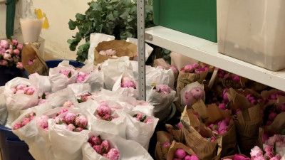 На Лиговском проспекте пресекли работу незаконного склада цветов