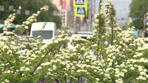 Сад-трансформер на Московской площади