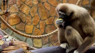 Белорукая гиббониха Габина отметила 21-й день рождения