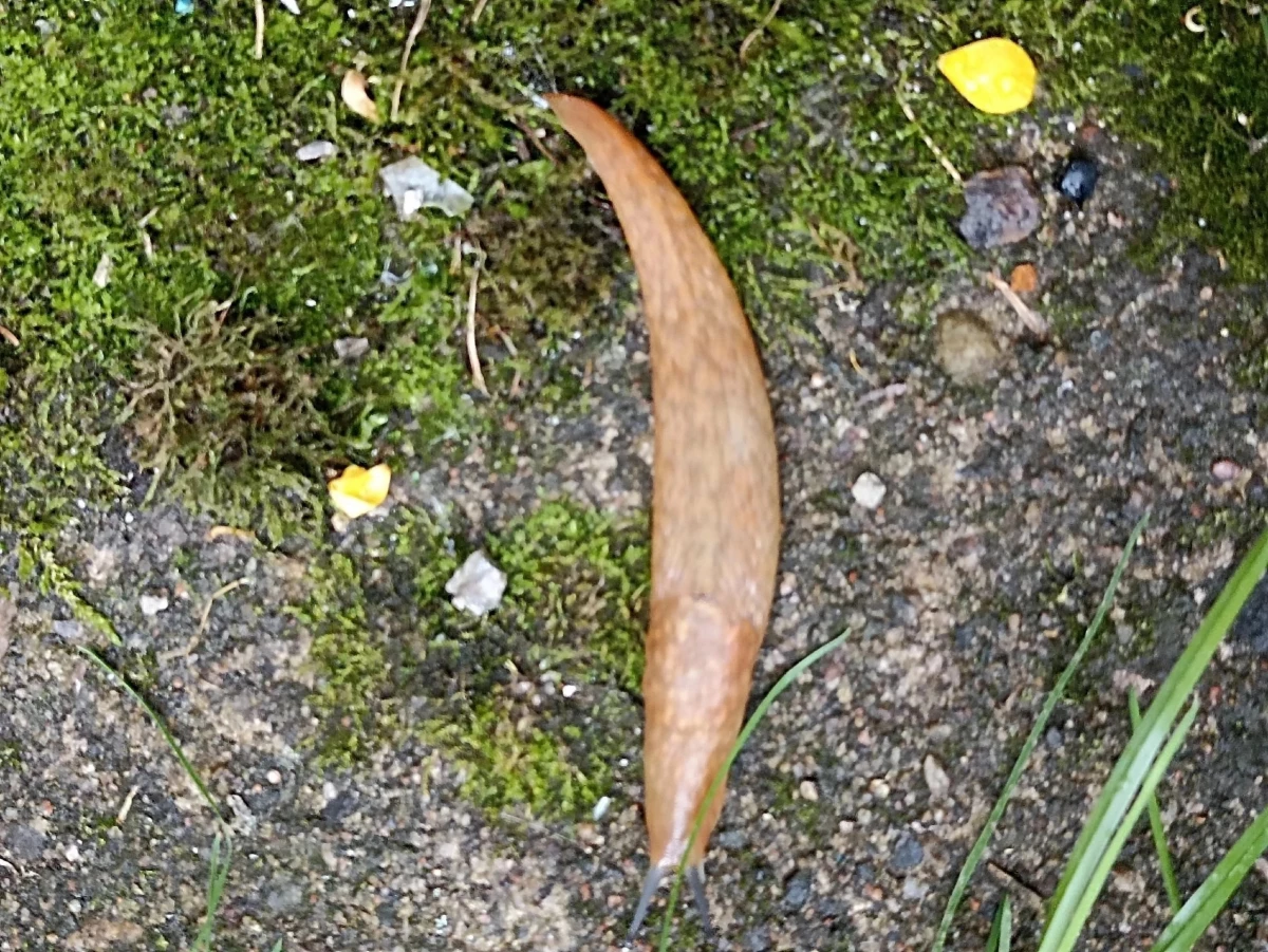 Петербуржцев предупредили об опасности испанских слизней - tvspb.ru