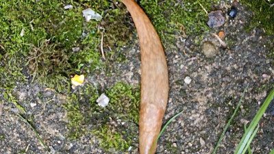 Петербуржцев предупредили об опасности испанских слизней