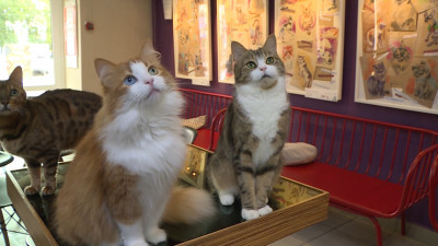 Некоммерческие предприятия, содержащие беспризорных животных, получат городские субсидии