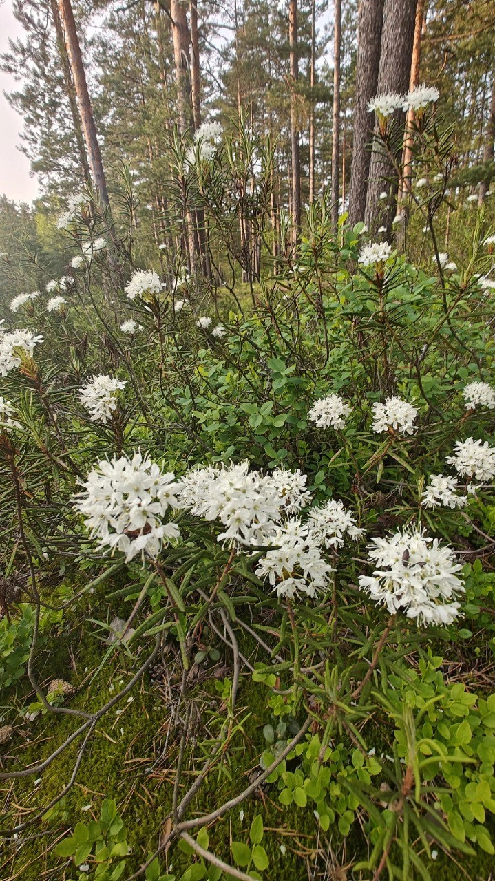 Биолог Глазков предупредил петербуржцев об опасности болотного багульника - tvspb.ru