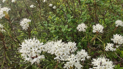 Биолог Глазков предупредил петербуржцев об опасности болотного багульника