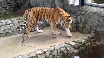В Ленинградском зоопарке показали, как амурский тигр добывает себе еду