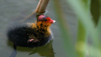 В Петербурге у лысух появились птенцы