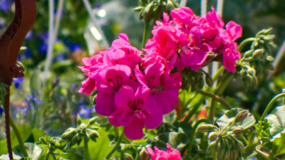 Сад-трансформер на Московской площади откроют ко Дню России