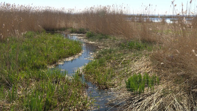 Александр Беглов поздравил петербуржцев с Днем эколога и со Всемирным днем окружающей среды