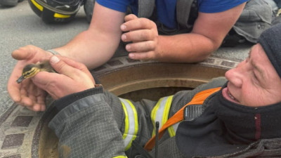 На Крестовском острове спасатели помогли провалившимся в коллектор утятам