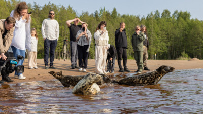 Александр Беглов: К Всемирному дню окружающей среды в Петербурге выпустили в Финский залив четырех серых балтийских тюленей
