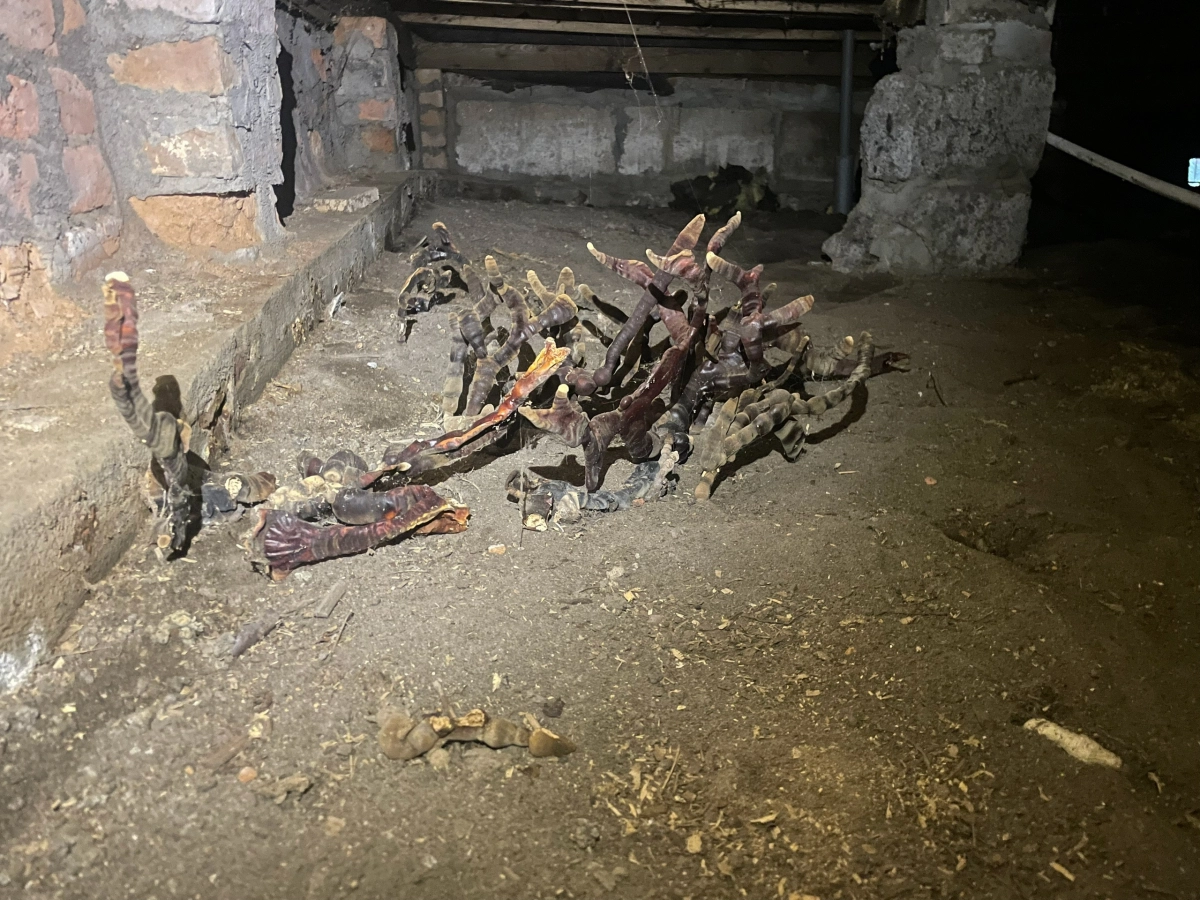 В подвале дома под Гатчиной вырос гигантский гриб-мутант - tvspb.ru