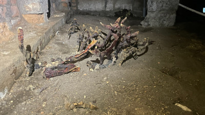 В подвале дома под Гатчиной вырос гигантский гриб-мутант