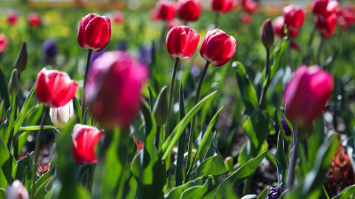 За первую неделю июня в Петербурге высадили более 1,4 млн цветов