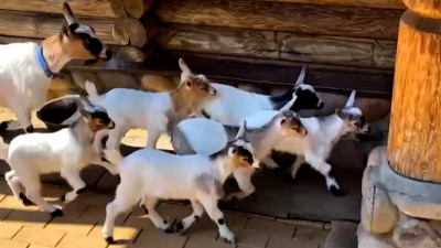 Ленинградский зоопарк показал козлят