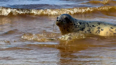 Дамы вперед: три самки серого тюленя вернулись в Финский залив
