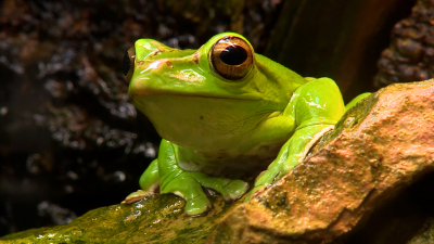Шесть редких лягушек, изъятых на границе, передали в Ленинградский зоопарк