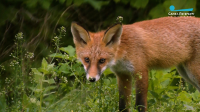 Биолог Павел Глазков рассказал о встрече с лисятами в Петербурге