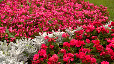 На прошлой неделе Петербург украсили почти 800 тысяч цветов