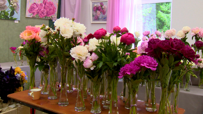 Выставка «Пионы Северной столицы» открылась в Ботаническом саду