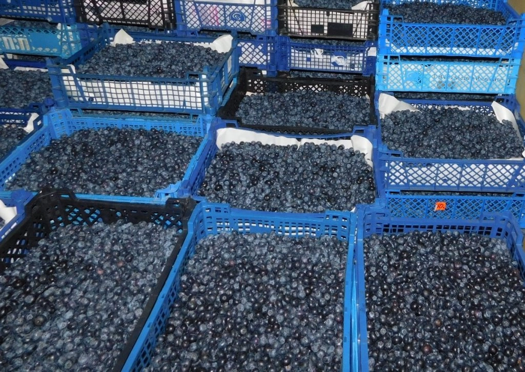 Свыше 15 тонн голубики из Марокко не пустили в Петербург из-за опасного насекомого - tvspb.ru