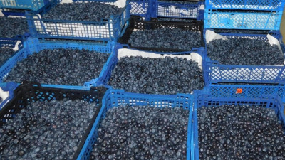 Свыше 15 тонн голубики из Марокко не пустили в Петербург из-за опасного насекомого