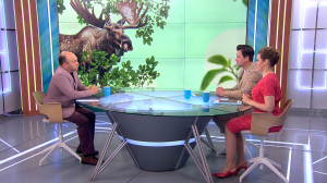 Лоси в городе. Как вести себя при встрече с дикими животными?