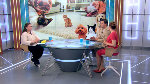 Чем опасны розыгрыши и шутки над домашними питомцами?