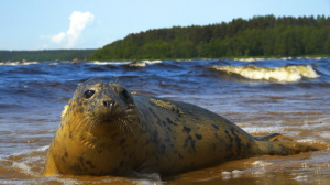 Дикие выходные с Павлом Глазковым. Памятник природы «Бухта Жёлтая»