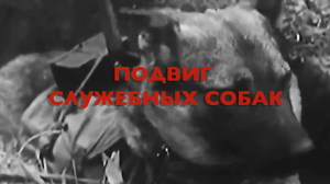Энциклопедия Великой Победы. Подвиг служебных собак