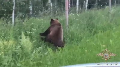 В Ленобласти сотрудники ГАИ помогли медведю вернуться с дороги в лес