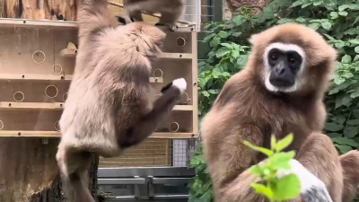Белорукие гиббоны из Ленинградского зоопарка справились с новой головоломкой