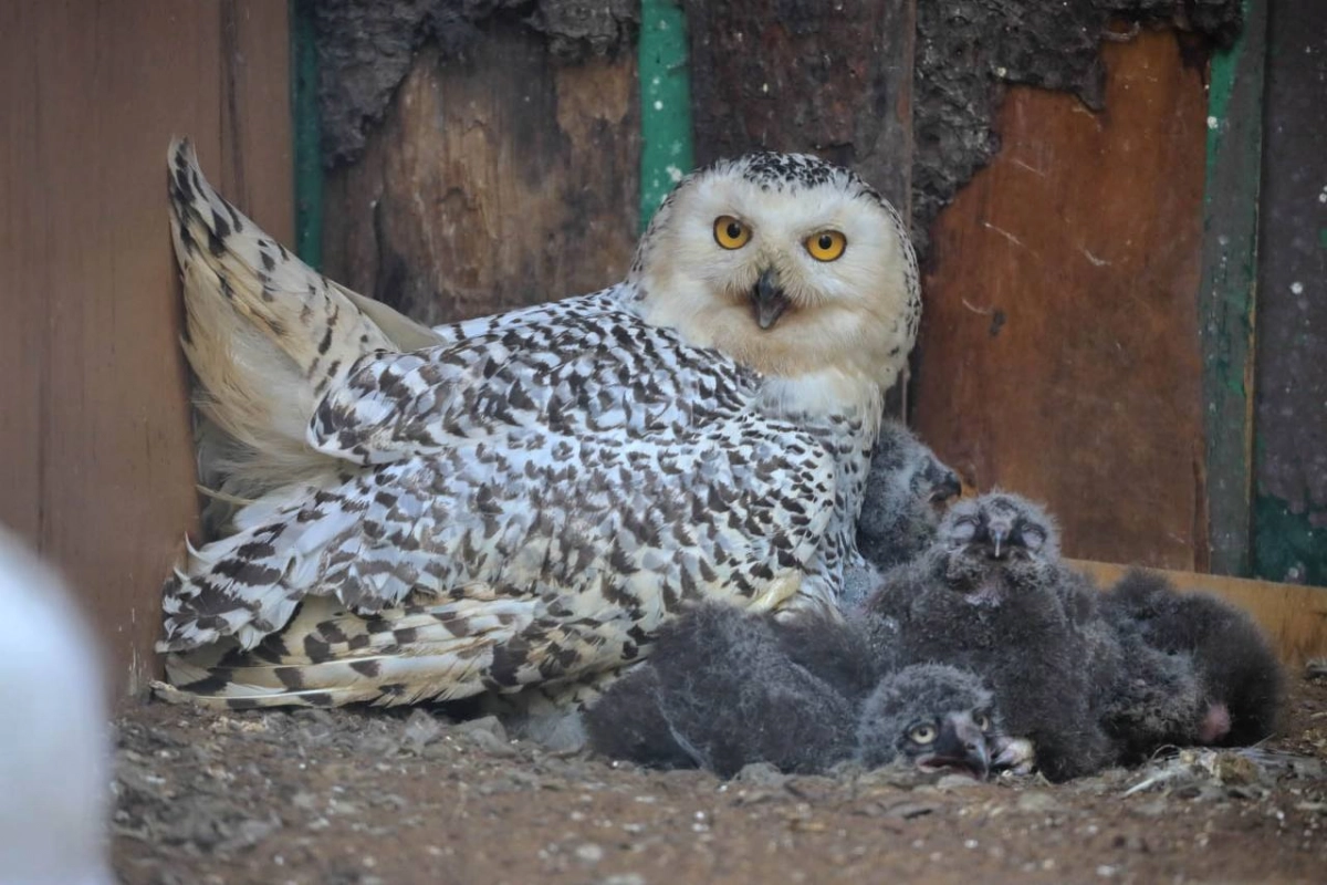 В Ленинградском зоопарке вылупились пять совят - tvspb.ru