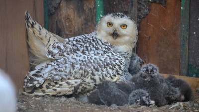 В Ленинградском зоопарке вылупились пять совят