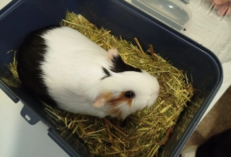 Морская свинка не прошла ветеринарный контроль на границе - tvspb.ru