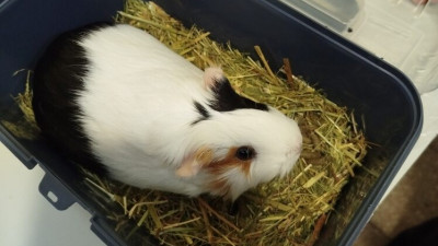 Морская свинка не прошла ветеринарный контроль на границе