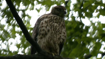 В Петербурге ястребы-тетеревятники свили огромное гнездо