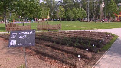 За прошедшую неделю в Петербурге высадили около полутора миллионов цветов