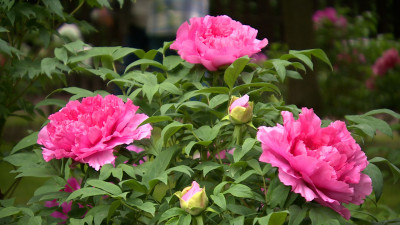 Древовидные пионы зацвели в Ботаническом саду