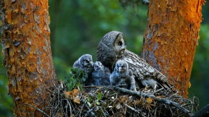 Дикие выходные с Павлом Глазковым. Природный заказник «Лисинский»