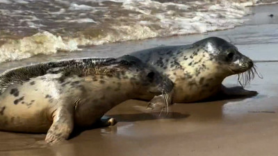 Трое серых тюленей вернулись в Финский залив