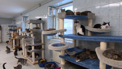 Вакцинация, субсидирование и волонтеры: на улицах Петербурга стало меньше бездомных животных