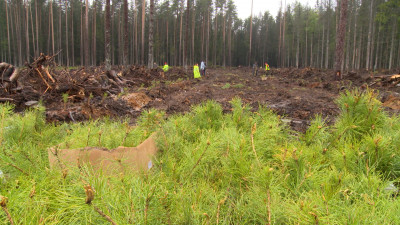 Больше трех тысяч сосен высадили в Комаровском лесничестве в рамках акции «Сад памяти»