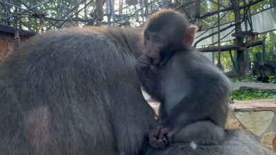 Ленинградский зоопарк объявил конкурс на имя для малышки-обезьянки