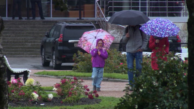 Петербург ждет сильный ветер: водителей просят не парковаться под деревьями