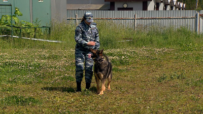Как в Петербурге подготавливают собак-полицейских